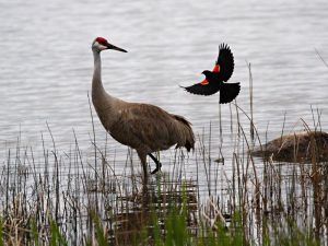 Welcome-Clark Lake – Clark Lake Advancement Association