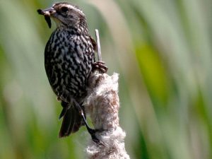 clark-lake-bird1